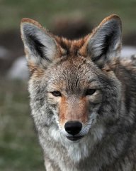 Millville Coyote