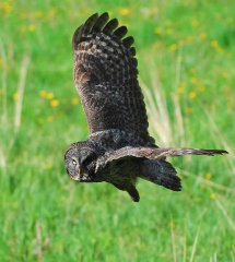 Incoming Great Gray Owl
