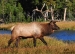 Elk