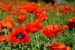 poppy-panorama