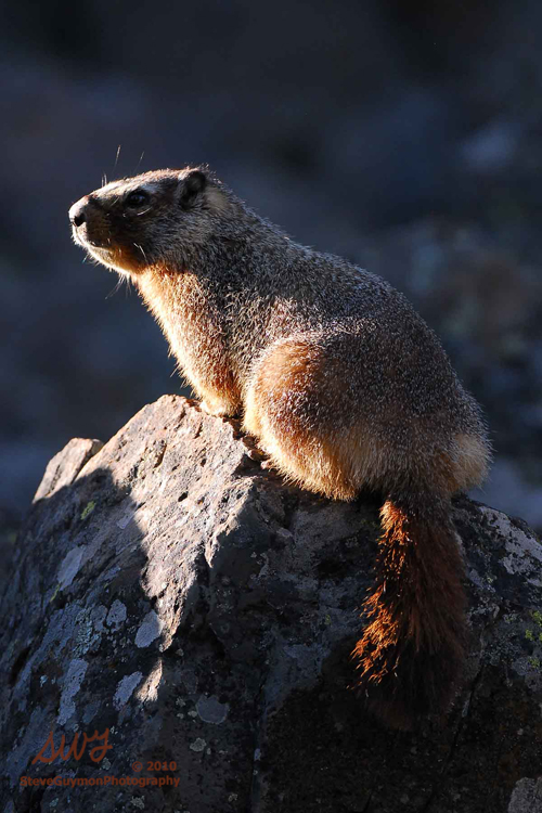 basking-marmot