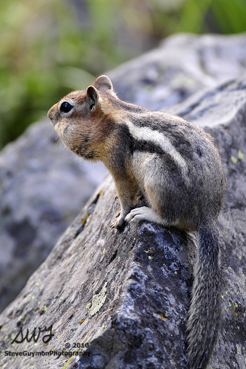cheekful-squirrel