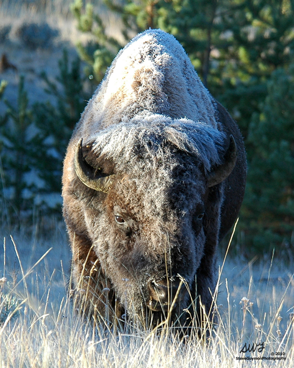 frosty-bull-bison
