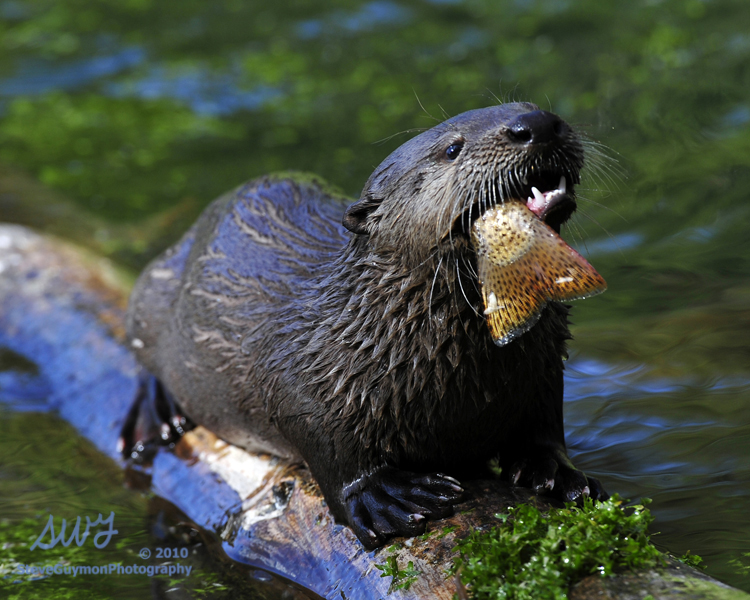 otter-eating-trout