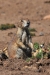 alert-prairie-dog