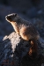 basking-marmot