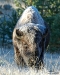 frosty-bull-bison