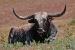 resting-longhorn