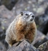 watchful-marmot