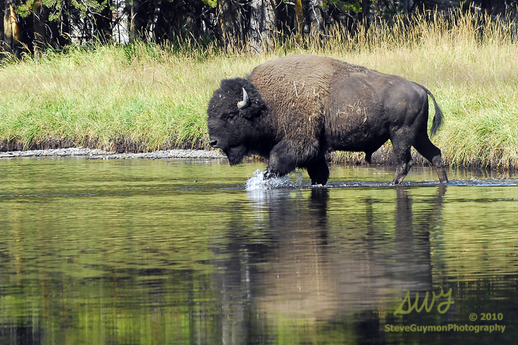 wading-bison