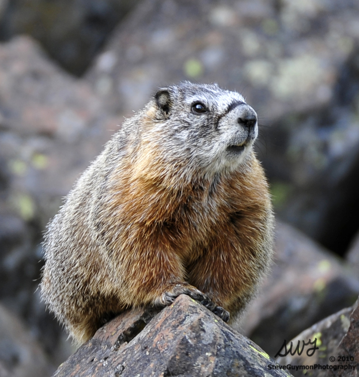 watchful-marmot