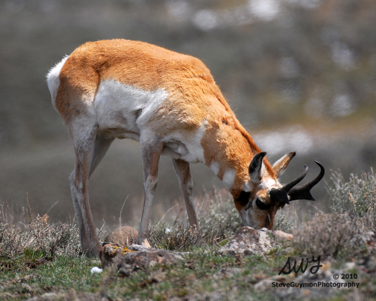 grazing-antelope