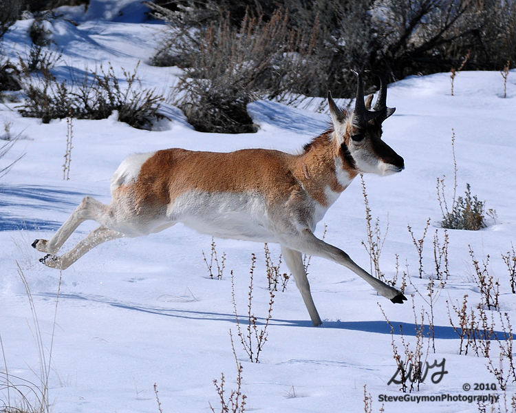 running-antelope