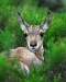 Antelope fawn