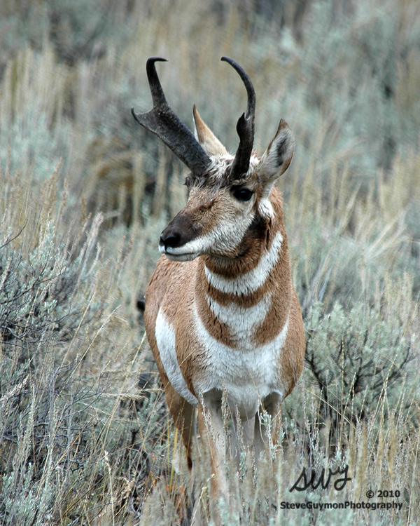 watchful-antelope