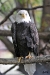 bald-eagle