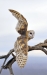 barn-owl