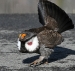blue-grouse