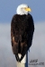 eagle-on-post