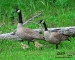 goose-family