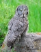 gray-owl-on-rock