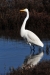 greater-egret