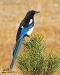 magpie-on-pine