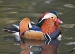 mandarin-duck