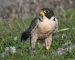 peregrine-falcon