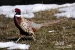 racing-pheasant