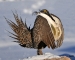 sage-grouse-1