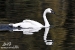 trumpeter-swan