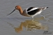 wading-avocet