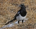 walking-magpie