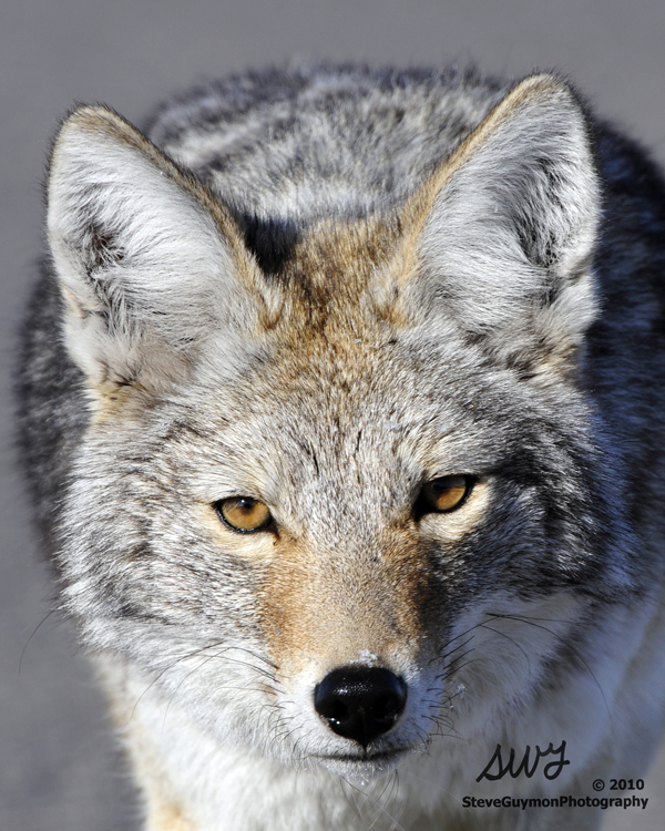 coyote-face_0