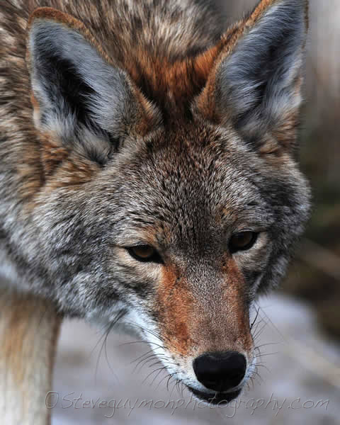 Coyote face
