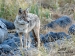 collared-coyote