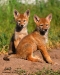 coyote-pups