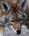 Coyote face