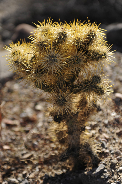 cholla-cactus