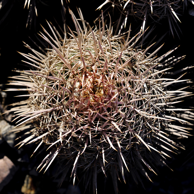 cotton-top-cactus-2