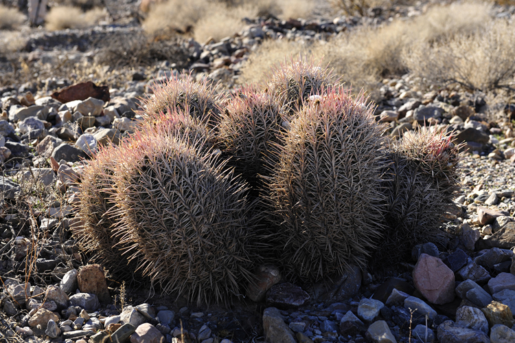cotton-top-cactus