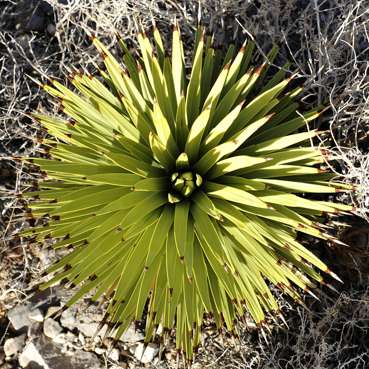 joshua-cactus