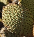 beavertail-cactus