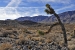 joshua-tree-landscape