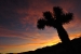 joshua-tree-sunset