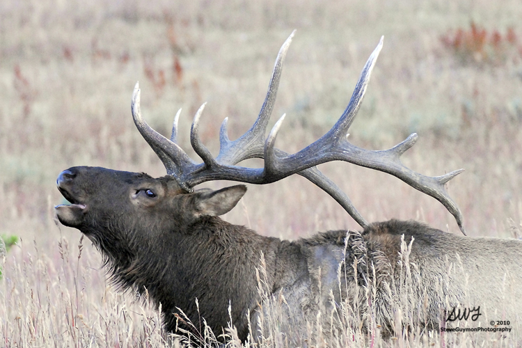 bugling-bull-elk
