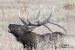 bugling-bull-elk