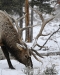 grazing-in-snow