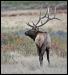six-by-six-bull